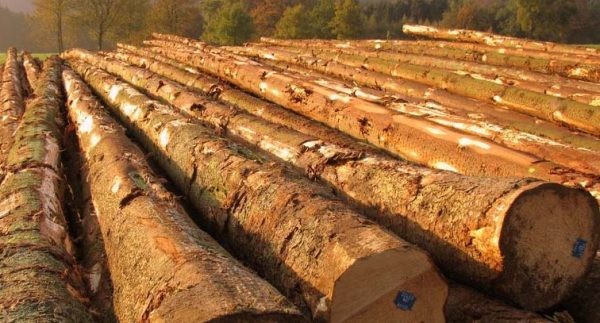 máy xẻ gỗ tròn