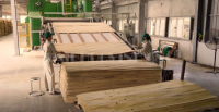 Giải Pháp Phủ Veneer & Laminate Tối Ưu Trên Dây Chuyền Plywood HOLZTEK 9243